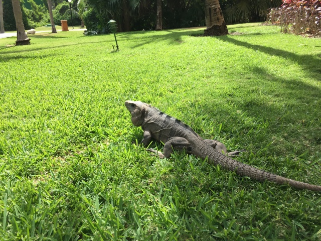2019/04(April)/Cancun-with-Adriana/640x480_2019-04-07-Cancun-Bahia-Principie-14-Lizard.JPG