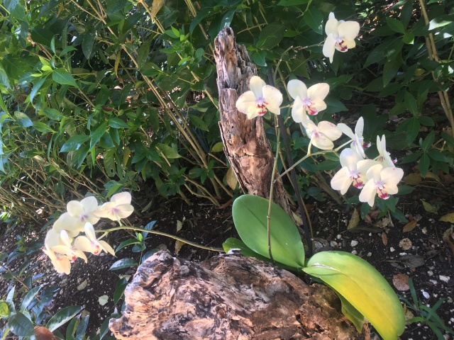2019/04(April)/Cancun-with-Adriana/640x480_2019-04-10-Cancun-Bahia-Principie-10.JPG
