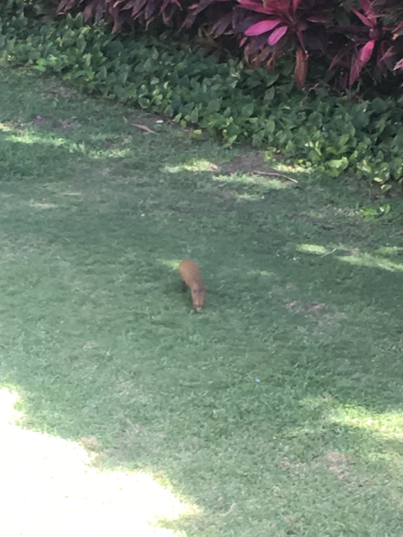 2019/04(April)/Cancun-with-Adriana/800x600_2019-04-06-Cancun-Bahia-Principie-013-Lemur.JPG