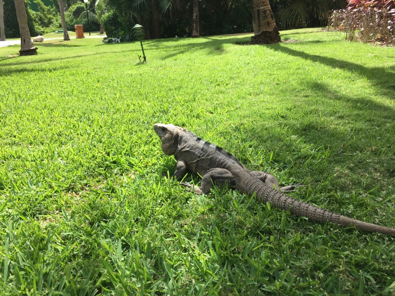 2019/04(April)/Cancun-with-Adriana/800x600_2019-04-07-Cancun-Bahia-Principie-14-Lizard.JPG