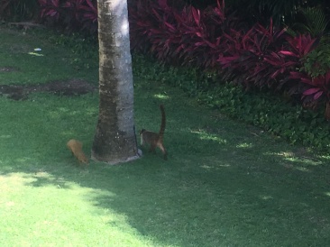 2019-04-06-Cancun-Bahia-Principie-009-Lemur.JPG