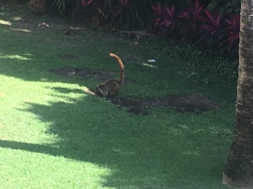 2019-04-06-Cancun-Bahia-Principie-011-Lemur.JPG