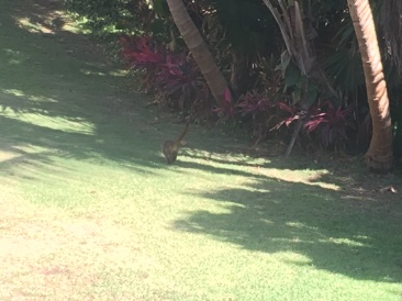 2019-04-06-Cancun-Bahia-Principie-012-Lemur.JPG