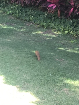 2019-04-06-Cancun-Bahia-Principie-013-Lemur.JPG
