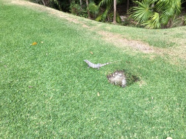 2019-04-07-Cancun-Bahia-Principie-11-Lizard.JPG