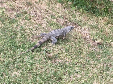 2019-04-07-Cancun-Bahia-Principie-12-Lizard.JPG