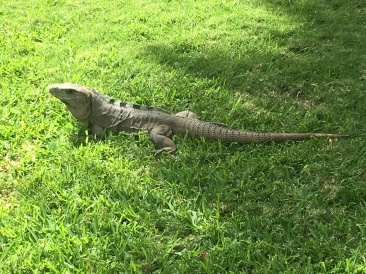 2019-04-07-Cancun-Bahia-Principie-13-Lizard.JPG