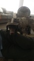 2019-05-05-Blaze-wearing-AT-blaze-hat.JPG