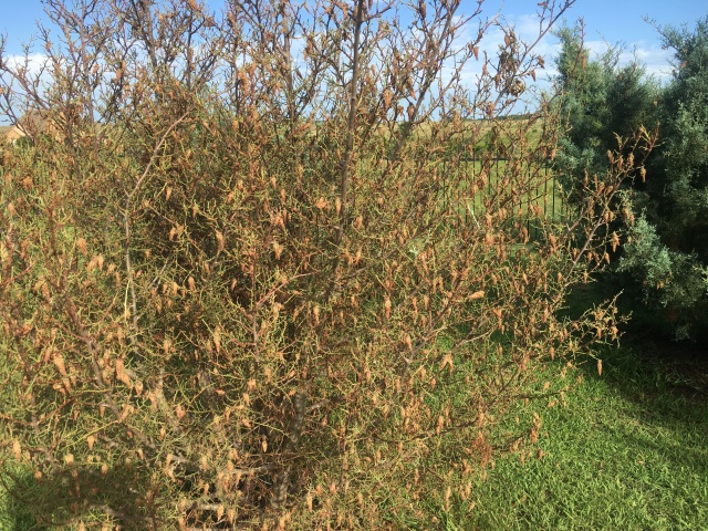 2019/06(June)/Bagworms-attacked-Arizona-Cypress-tree/640x480_2019-06-25-Bagworms-attacked-Arizona-Cypress-Tree-02.JPG