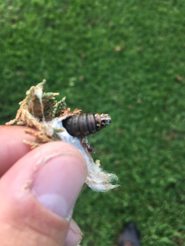 2019/06(June)/Bagworms-attacked-Arizona-Cypress-tree/640x480_2019-06-25-Bagworms-attacked-Arizona-Cypress-Tree-05.JPG