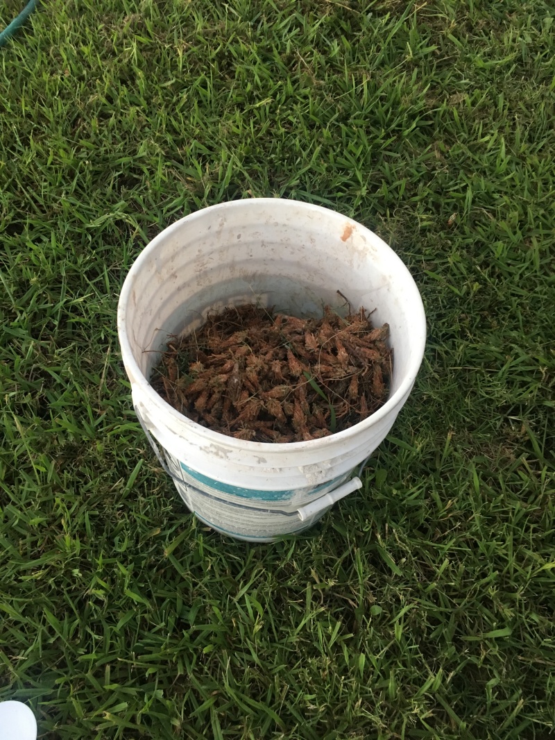 2019/06(June)/Bagworms-attacked-Arizona-Cypress-tree/800x600_2019-06-25-Bagworms-attacked-Arizona-Cypress-Tree-08.JPG