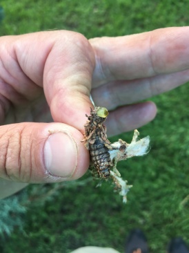 2019-06-25-Bagworms-attacked-Arizona-Cypress-Tree-03.JPG