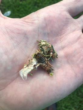2019-06-25-Bagworms-attacked-Arizona-Cypress-Tree-04.JPG