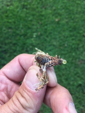 2019-06-25-Bagworms-attacked-Arizona-Cypress-Tree-06.JPG