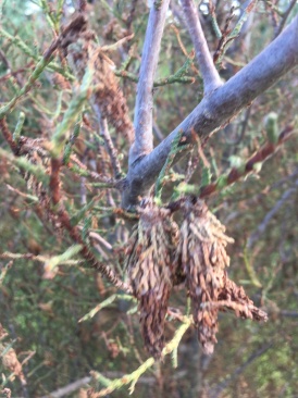 2019-06-25-Bagworms-attacked-Arizona-Cypress-Tree-07.JPG