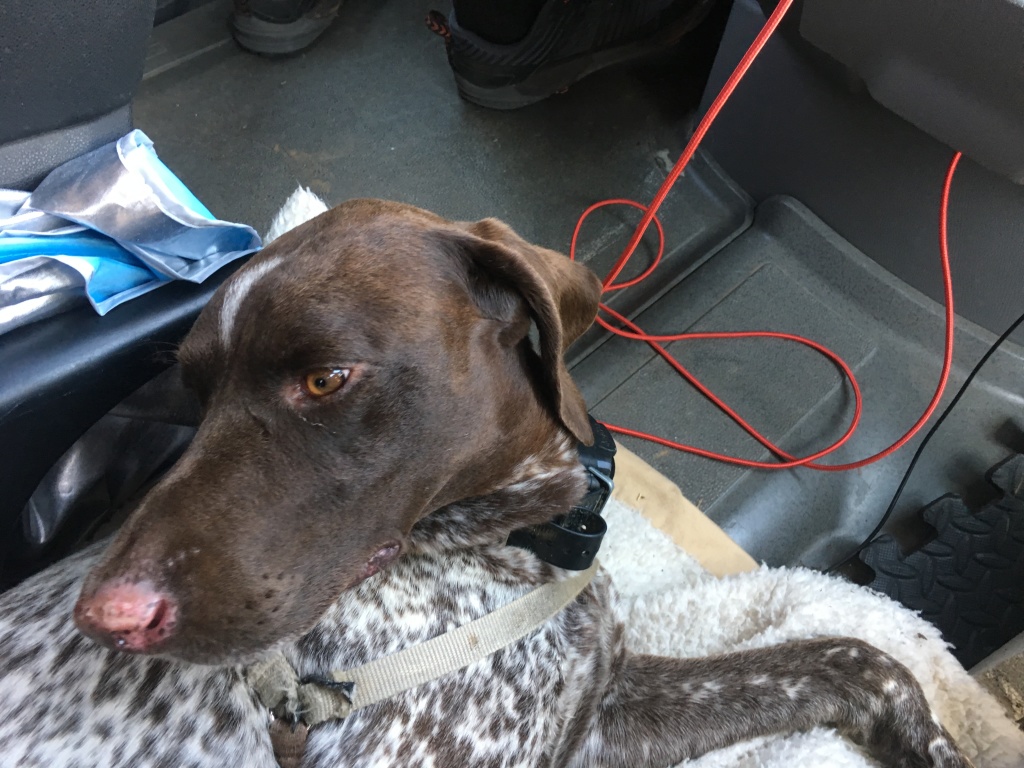 2019/06(June)/Bastrop-camping/1024x768_2019-06-02-Bastrop-Camping-06-Blaze.JPG