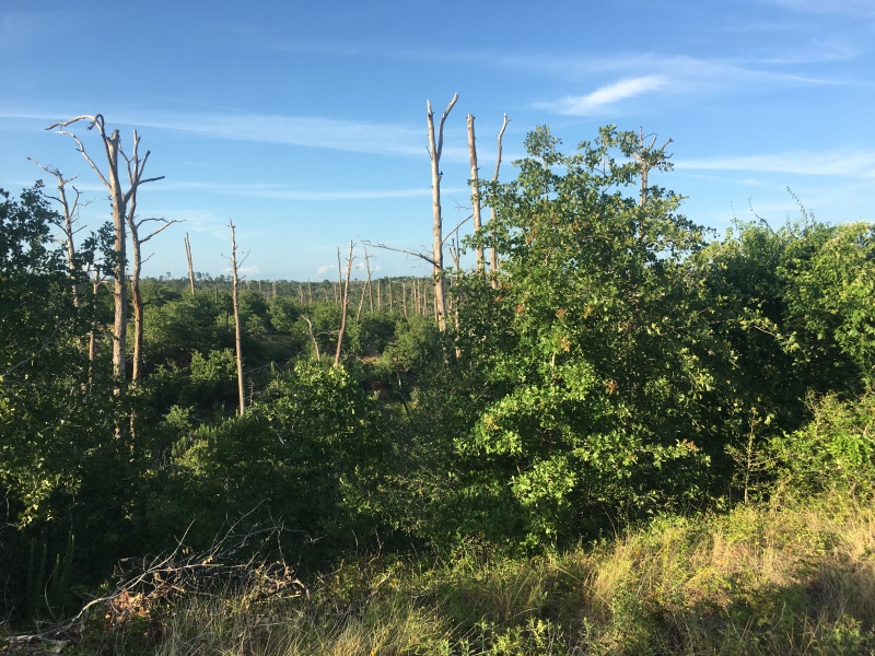 2019/06(June)/Bastrop-camping/800x600_2019-06-01-Bastrop-Camping-18.JPG