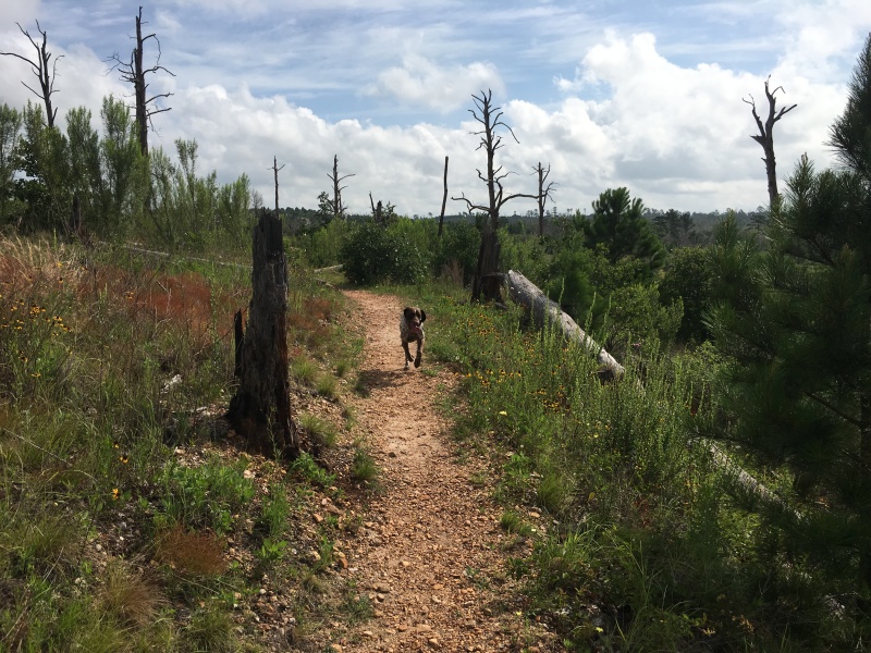 2019/06(June)/Bastrop-camping/800x600_2019-06-02-Bastrop-Camping-01-Blaze-running-on-trail.JPG