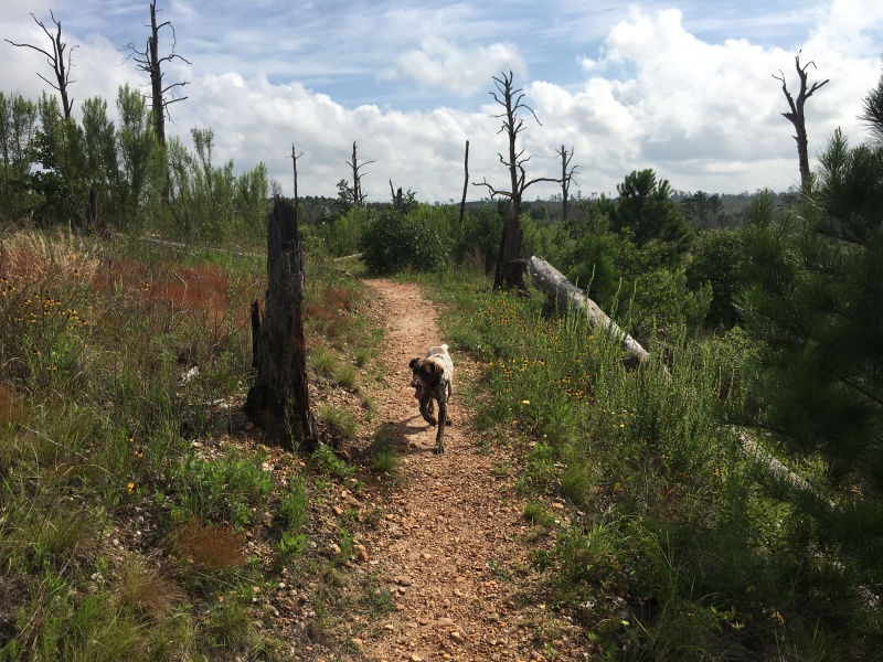 2019/06(June)/Bastrop-camping/800x600_2019-06-02-Bastrop-Camping-02-Blaze.JPG