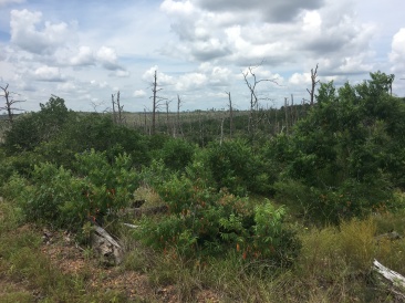 2019-06-01-Bastrop-Camping-10.JPG