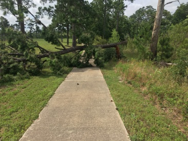 2019-06-02-Bastrop-Camping-04-tree-down-on-trail.JPG
