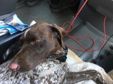 2019-06-02-Bastrop-Camping-06-Blaze.JPG