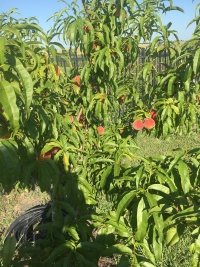 2019/06(June)/Misc/2019-06-08-Peaches-on-our-tree.JPG