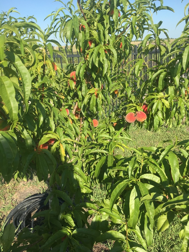 2019/06(June)/Misc/640x480_2019-06-08-Peaches-on-our-tree.JPG