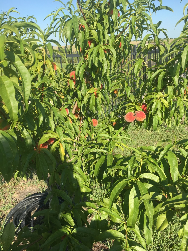 2019/06(June)/Misc/2019-06-08-Peaches-on-our-tree.JPG