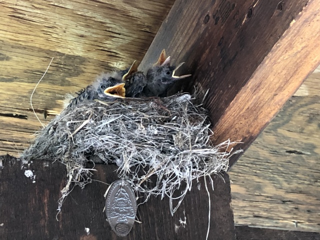 2019-06-17-Philmont-Crew8787-19-birds.JPG