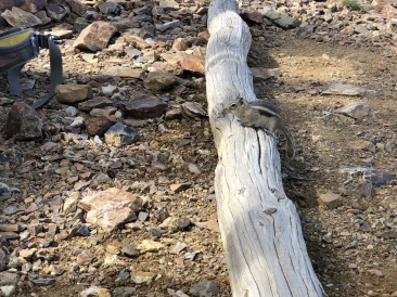 2019-06-13-Philmont-Crew8787-32-mini-bear.JPG