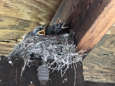 2019-06-17-Philmont-Crew8787-19-birds.JPG