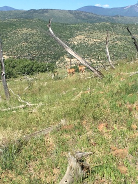 2019-06-19-Philmont-Crew8787-12-deer-Landscape.JPG