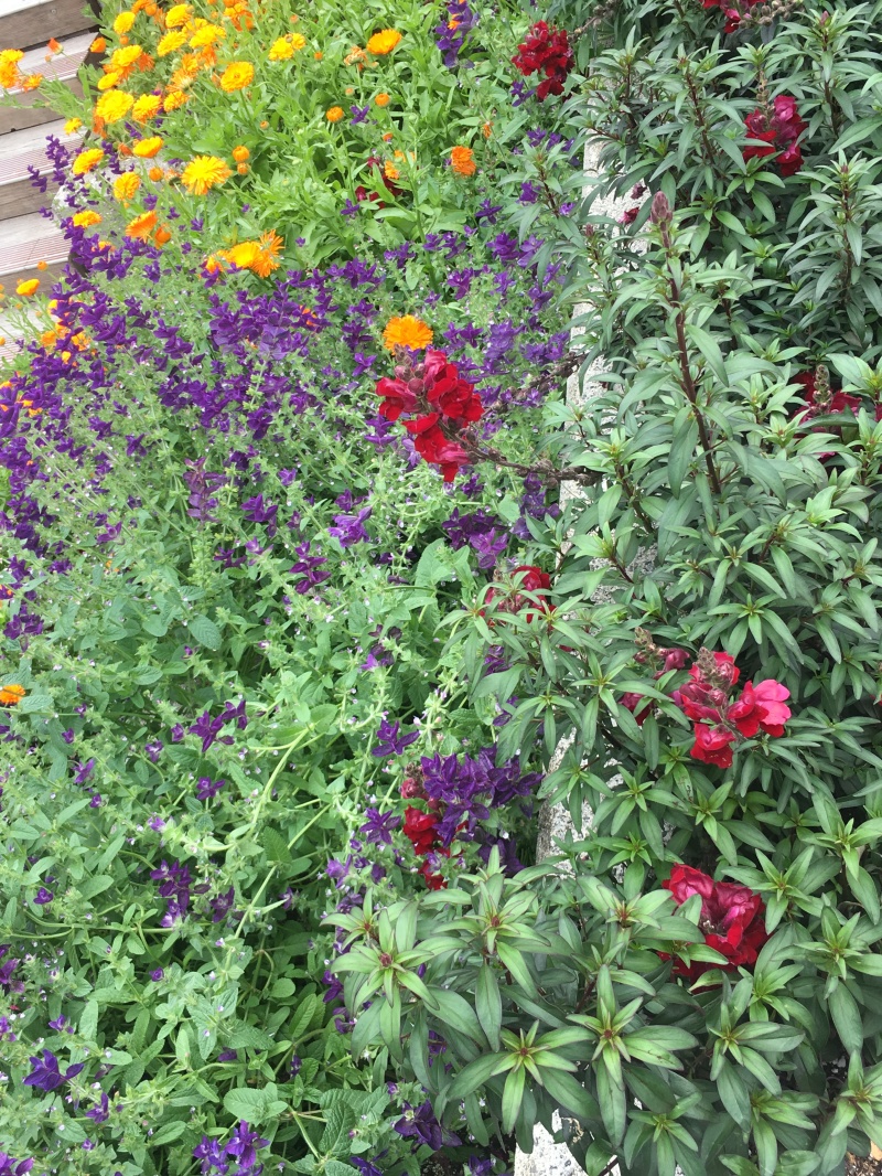 2019/07(July)/Jim-Janeen-50th-Anniversary-Alaska-Cruise/09_Juneau/2019-07-09-50th-anniversary-cruise-Juneau-01-Flowers.JPG