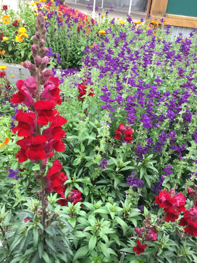 2019-07-09-50th-anniversary-cruise-Juneau-02-Flowers.JPG