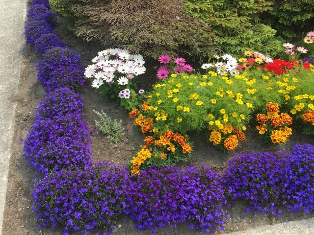 2019-07-10-50th-anniversary-cruise-Skagway-28-flowers.JPG