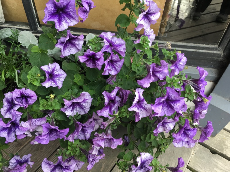 2019-07-10-50th-anniversary-cruise-Skagway-22-flowers.JPG