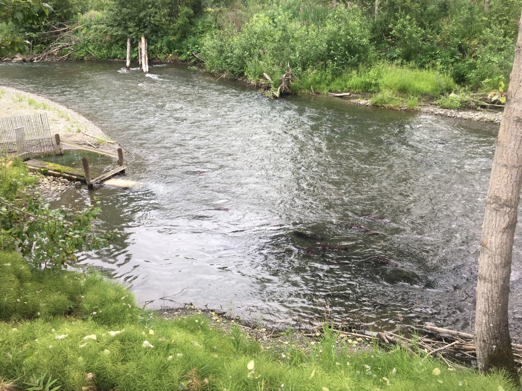 2019/07(July)/Jim-Janeen-50th-Anniversary-Alaska-Cruise/13_Anchorage/1024x768_2019-07-13-50th-anniversary-cruise-Anchorage-06-Salmon-hatchery.JPG