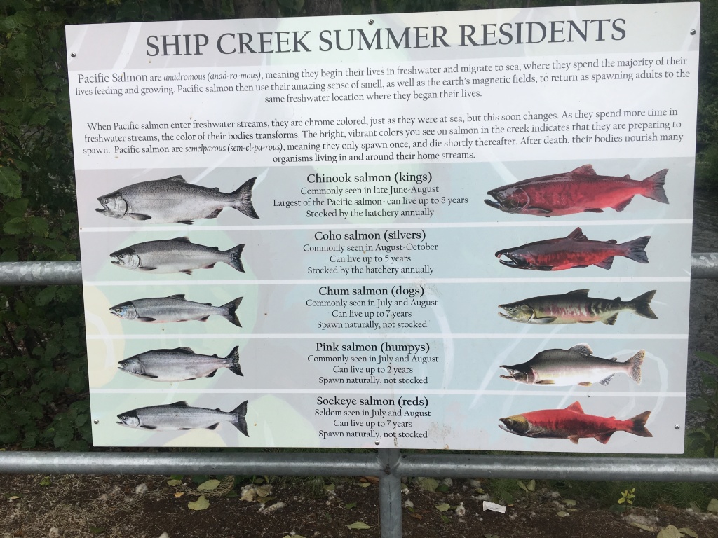 2019/07(July)/Jim-Janeen-50th-Anniversary-Alaska-Cruise/13_Anchorage/1024x768_2019-07-13-50th-anniversary-cruise-Anchorage-07-Salmon-hatchery.JPG