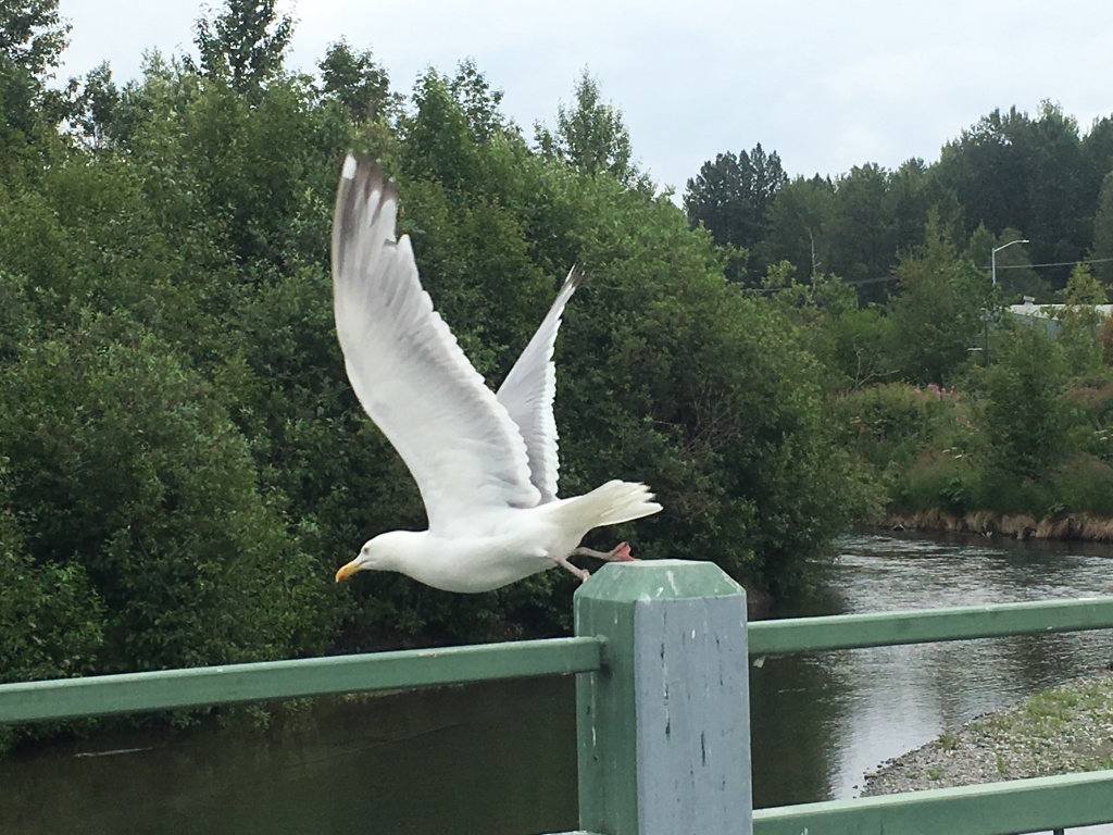 2019-07-13-50th-anniversary-cruise-Anchorage-13-seagull.JPG