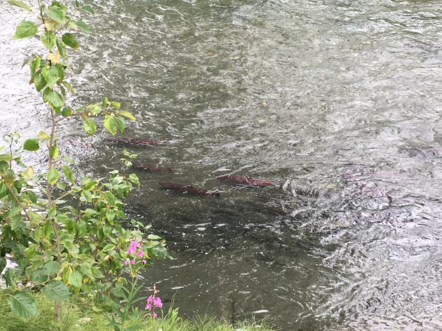 2019-07-13-50th-anniversary-cruise-Anchorage-04-Salmon-hatchery.JPG