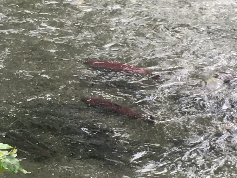 2019/07(July)/Jim-Janeen-50th-Anniversary-Alaska-Cruise/13_Anchorage/800x600_2019-07-13-50th-anniversary-cruise-Anchorage-03-Salmon-hatchery.JPG