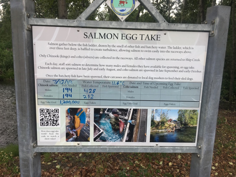 2019-07-13-50th-anniversary-cruise-Anchorage-05-Salmon-hatchery.JPG