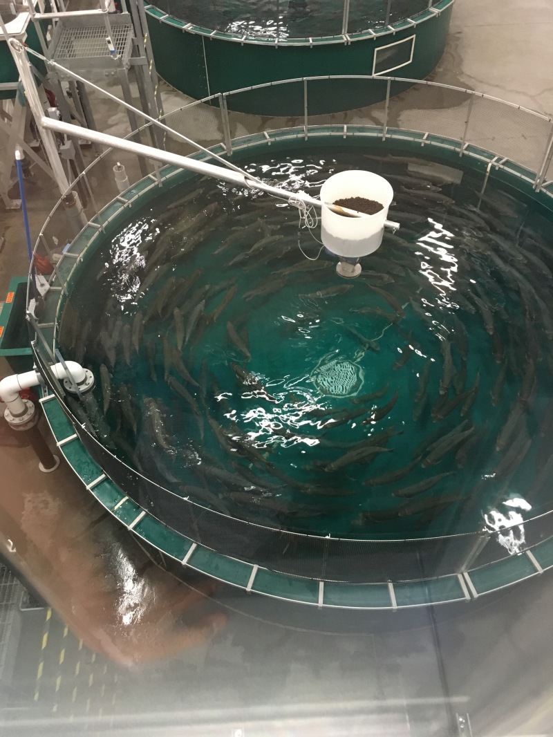 2019-07-13-50th-anniversary-cruise-Anchorage-10-Salmon-hatchery.JPG