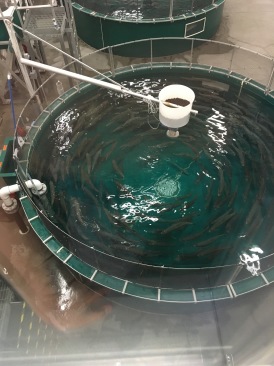 2019-07-13-50th-anniversary-cruise-Anchorage-10-Salmon-hatchery.JPG