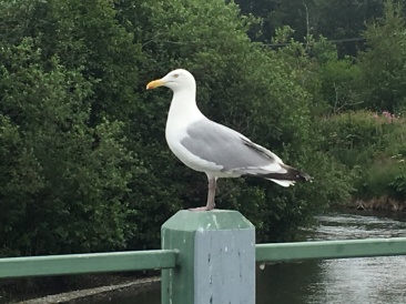 2019-07-13-50th-anniversary-cruise-Anchorage-11-seagull.JPG