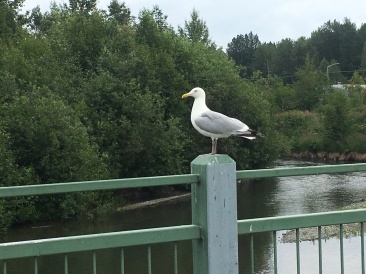 2019-07-13-50th-anniversary-cruise-Anchorage-12-seagull.JPG