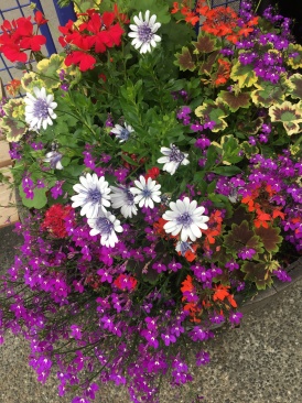 2019-07-13-50th-anniversary-cruise-Anchorage-14-flowers.JPG