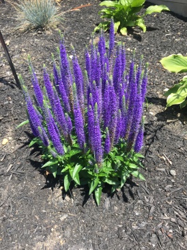2019-07-24-Vistra-Portland-3.JPG
