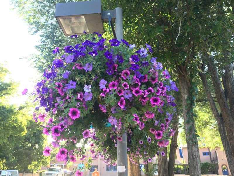 2019/08(August)/Taos-NM-Vortex-Music-Festival/Day-04-Travel-Home/800x600_2019-08-18-Taos-NM-Vortex-Music-Festival-02-Heading-Home-flowers.JPG